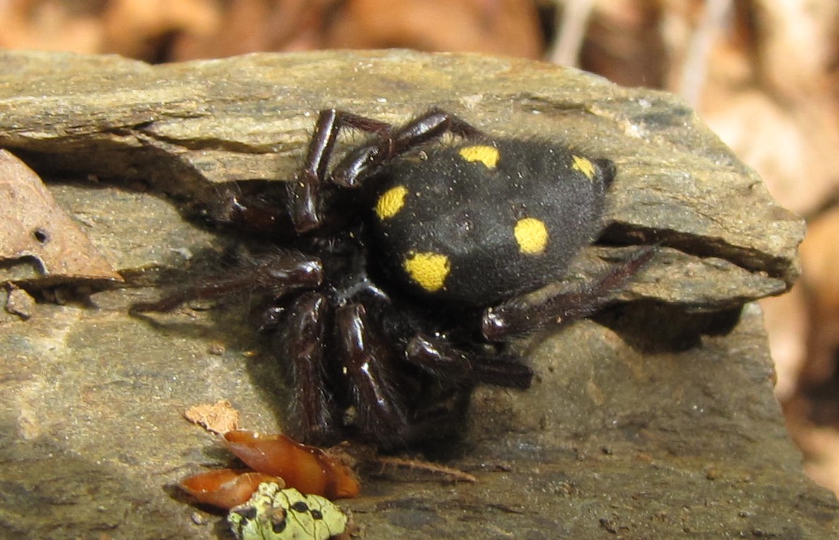 Uroctea durandi